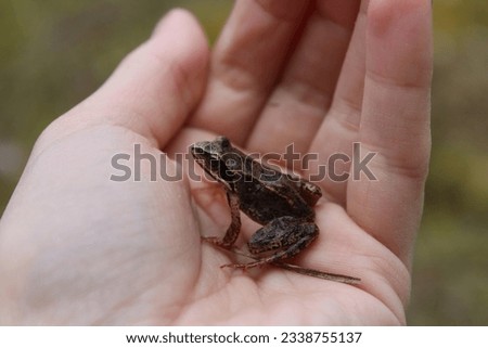 a small frog fits in the palm of your hand