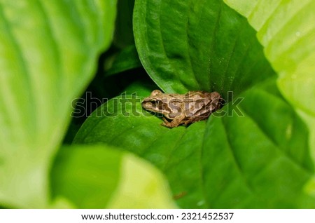 Small frog hides in a large green leaf.