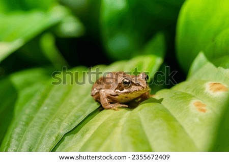 Small frog hides in a large green leaf.