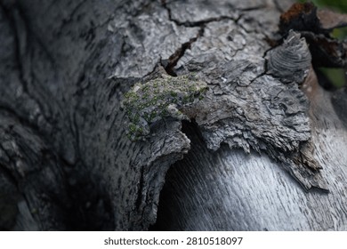 A small frog on the bark of a fallen tree in the valley of the Yamansu River in the Nozhai-Yurtovsky district of the Chechen Republic
