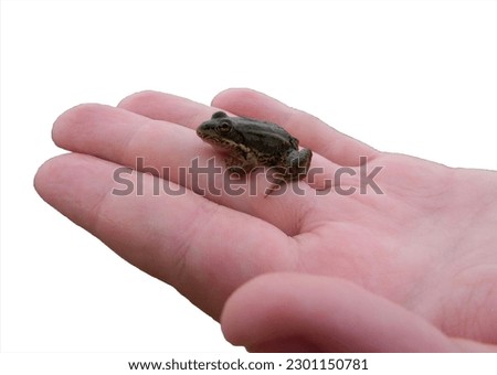 small frog on a child's palm on an isolated white background
