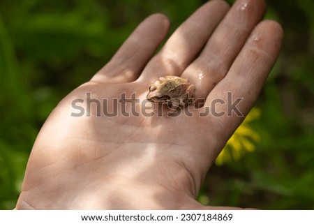 A small frog sits on the palm of a person