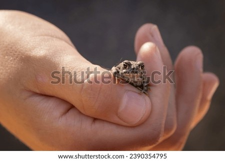 Small Frog Toad in Hand of Child 