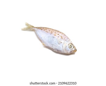 Small Frozen Fish, The ponyfish (Leiognathidae) Isolated On White Background, Selective Focus