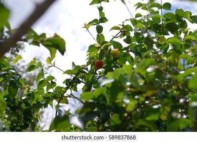 Small Fruit