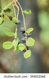 small fruit in forest.