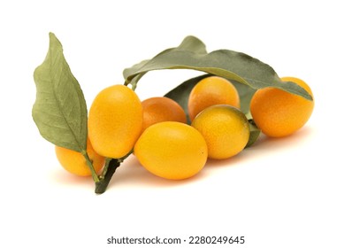 small fruit of kumquat on a branch isolated on white background  - Shutterstock ID 2280249645