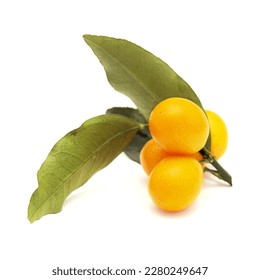 small fruit of kumquat on a branch isolated on white background  - Shutterstock ID 2280249647