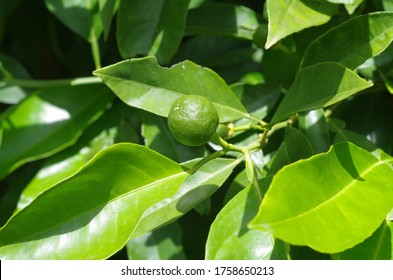 Small Fruits Of Italian Bitter Orange