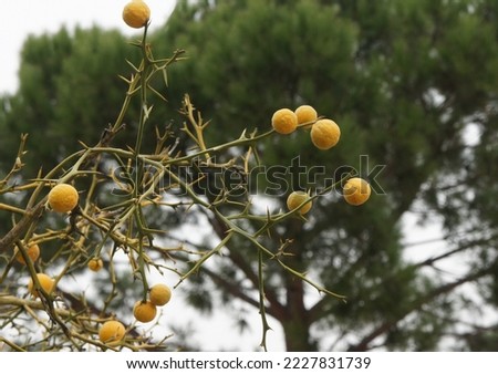 Small fruits on thorny branches