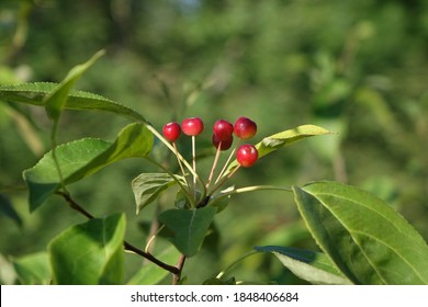 Small Fruits Of The Wild Apple Tree