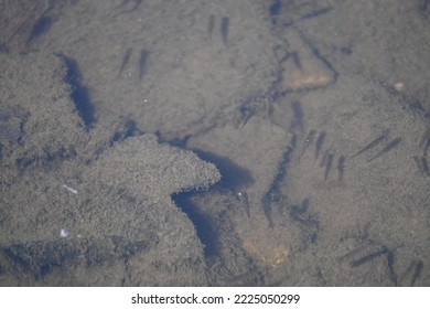 Small Fry In The Torridge River On An Autumn Day