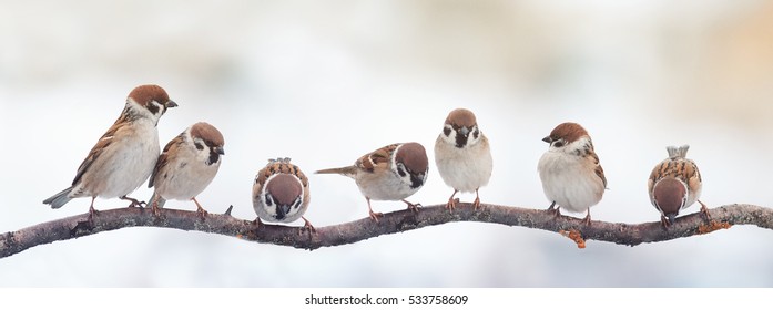 A lot of small funny birds sparrows sitting on a branch on the panoramic picture