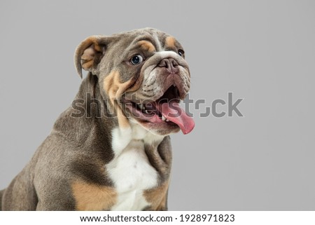 Small funny dog American bulldog posing isolated over gray background.