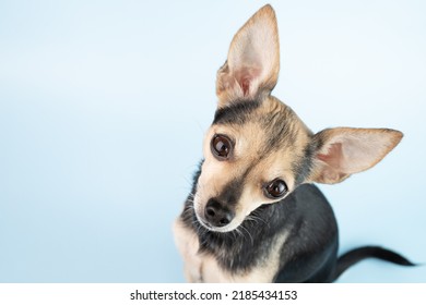 Small Funny Dog With Big Ears Is Surprised, Pet Toy Terrier On A Blue Background With Copy Space