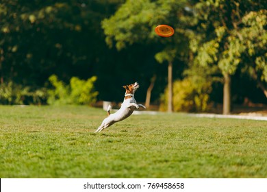 Small Funny Dog Catching Orange Frisbee On The Green Grass. Little Jack Russel Terrier Pet Playing Outdoors In Park. Dog And Toy On Open Air. Animal In Motion Background