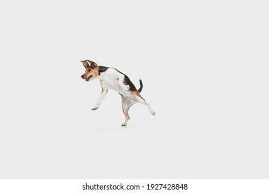 Small Funny Dog Jumping Isolated Over White Background. Copyspace For Ad.