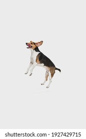 Small funny dog jumping isolated over white background. Copyspace for ad.