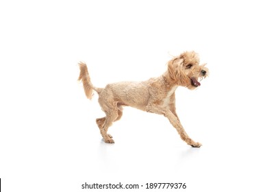 Small funny dog posing isolated over white background. Copyspace for ad.