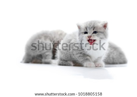 Small funny fluffy grey kitten meowing while posing for photoshoot with other adorable little kitties in white photo studio. Cute charming playful curious pretty kittycat talking cuteness paws