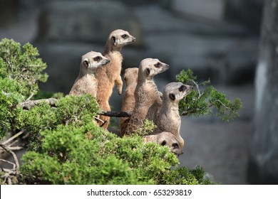 A Small Funny Meerkat Looks Around.