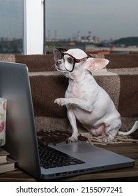 A Small Funny Purebred Puppy Of White Chihuahua Dog Wears In Modern Office Eyeglasses Sits Looking To The Laptop Near The Window At The School Office Posing At The Studio.