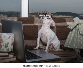 A Small Funny Purebred Puppy Of White Chihuahua Dog Wears In Modern Office Eyeglasses Sits Next To The Laptop Near The White Window At The School Office.