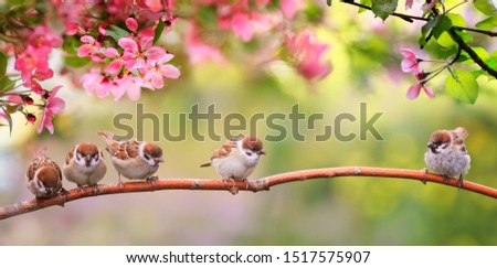 small funny Sparrow Chicks sit in the garden surrounded by pink Apple blossoms on a Sunny may day