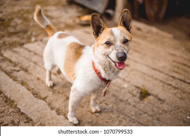 A Small Funny White Brown Dog With Red Collar Wagging Its Tail