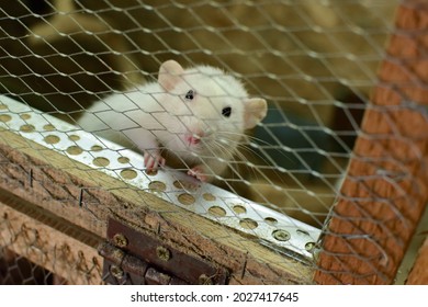 Small Funny Young Beige Dumbo Rat With Curiosity Looks Through The Cage In Search Of An Owner, Breeding And Sale Of Dumbo Rats Rodent Breeding Nursery, Baby Rat, Little Ratatouille