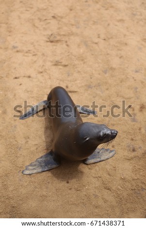 Small fur seal on the sand, Cape Cross. Top View