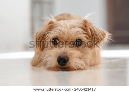 small furry beige dog lying on the floor looking intently