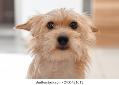 Small furry beige dog sitting looking sad