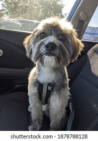 Small Furry Dog Riding Shotgun