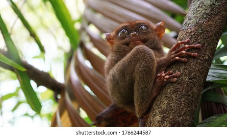 small furry tarsier from Bohol island in Phillipines seat on tree branch in rainforest. rare endangered animal species. Tarsier looks up. Copy space for text.                               