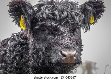 A Small Galloway Cow