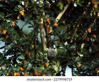 small garden bird known as a Northern long-tailed tit sits in shrubs - Shutterstock ID 2279998719