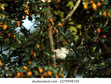 small garden bird known as a Northern long-tailed tit sits in shrubs - Shutterstock ID 2279998729