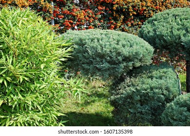 Small Garden With Conifer Ever Green Trees 
