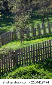 Small Garden Fenced With Wooden Fence, Spring Vegetation
