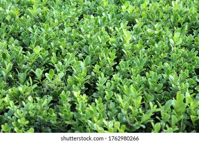 Small garden of green leaves sprouting. - Shutterstock ID 1762980266
