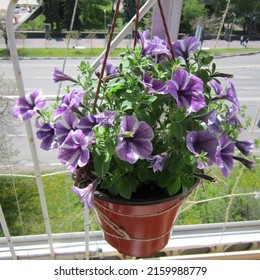 Small garden on the balcony. A sunlit purple petunia grows in a hanging planter on an outdoor balcony. Ropes for climbing plants are stretched nearby.                            