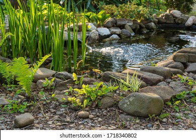 Small garden pond with stone shores and many decorative evergreens. Selective focus. Evergreen spring landscape garden. In foreground ostrich fern. Nature concept for design. - Shutterstock ID 1718340802