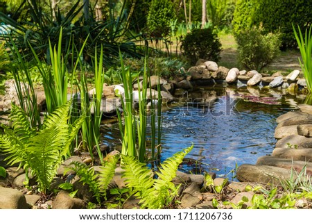 Small garden pond with stone shores and many decorative evergreens. Selective focus. Evergreen spring landscape garden. In foreground ostrich fern. Nature concept for design.