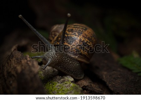 small garden snail on brown wood and moss with black background