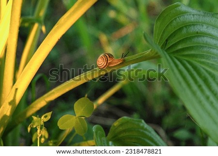 Small garden snail on long stem of hosta leave showing its horns. Tender garden black and white snail is moving down on the long trunk of a hosta plant. Saturated grass in mild warm evening sunlight.