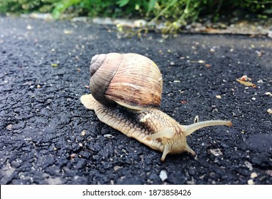 Small garden snail in shell crawling on wet road, slug hurry home. Snail slug consist of edible tasty food coiled shell to protect body. Natural animal snail in shell slug crawling in big wild nature.