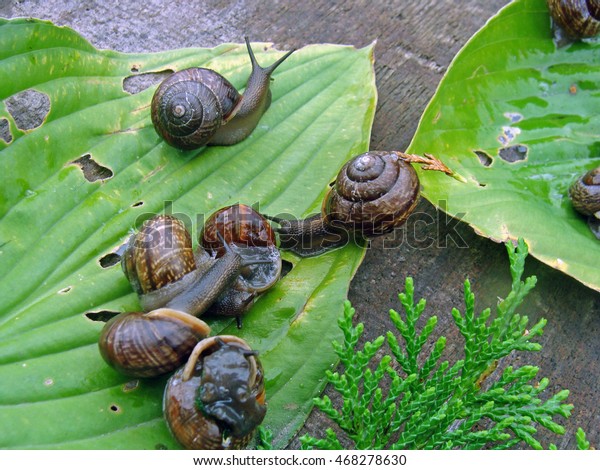 Small Garden Snails Eating Flower Plant Stock Photo Edit Now