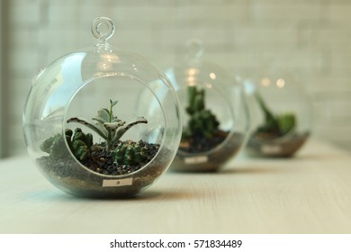 Small garden of terrarium bottle with cactus plants. - Powered by Shutterstock