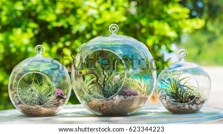 Small garden of terrarium bottle on table with green background.